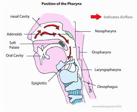 Nasopharyngeal Cancer Symptoms Stages Treatment