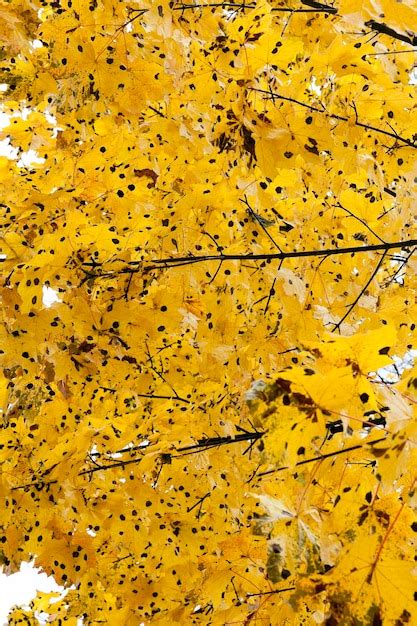 Premium Photo Yellowing Leaves On The Trees Yellowing Leaves On The