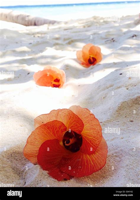 Sea Hibiscus Hibiscus Tiliaceus Stock Photo Alamy