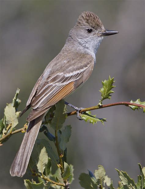 Check spelling or type a new query. Ash-throated Flycatcher | San Diego Bird Spot