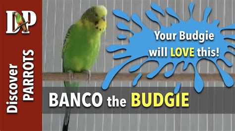 Banco The Budgie Calling Chirping Screaming Happy Budgies Youtube