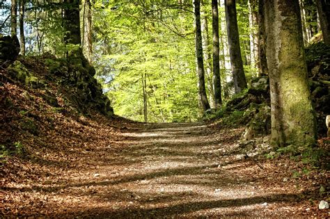 Árboles Sendero Camino Forestal Foto Gratis En Pixabay Pixabay