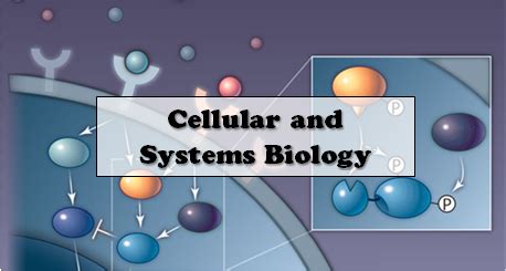 Postdoctoral fellow, computational biology resume examples & samples. Cellular & Systems Biology | Computational & Systems Biology