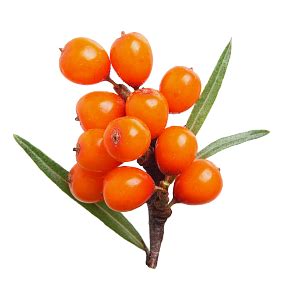 Sea Buckthorn Icon Clipart 97535 - Web Icons PNG