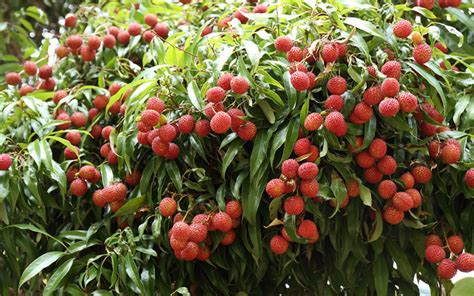 This year we are happy to offer over 100 varieties of the worlds finest fruit trees, blueberries, blackberries, strawberries, raspberries, grapes, several other types of fruiting plants, figs, kiwi vines, asparagus crowns, and nut trees. TROPICAL FRUIT TREES LYCHEE