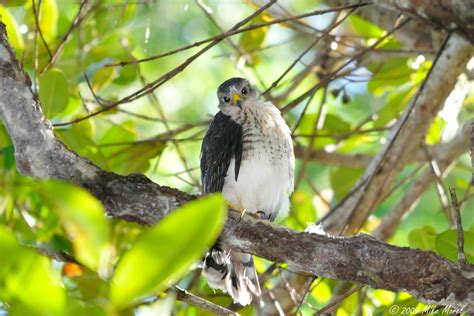 All Sizes Puerto Rican Sharp Shinned Hawk Perched On A Tree Flickr Photo Sharing