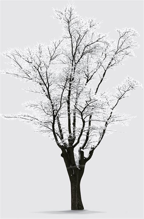 Watermark Trees Editing Woody Plant Blossom Twig Spring Winter