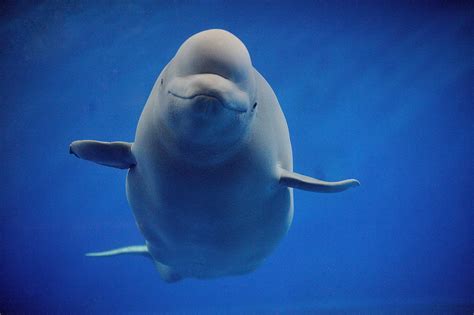 Sweet Smile Beluga Beluga Whale Beluga Whale