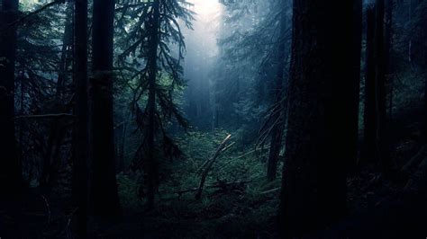 Dark Forest Wallpapers Hd Wallpaper Cave