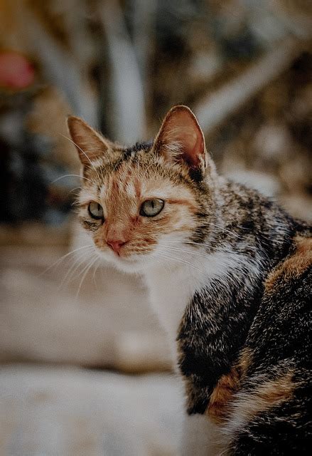 고양이 애완 동물 국내 Pixabay의 무료 사진 Pixabay