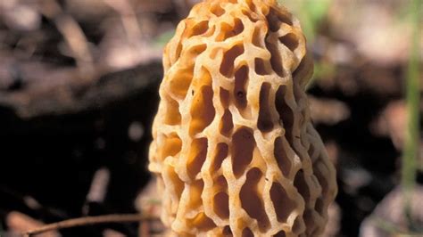 Department Of Conservation Hosts Mushroom Hunting Identification Talk