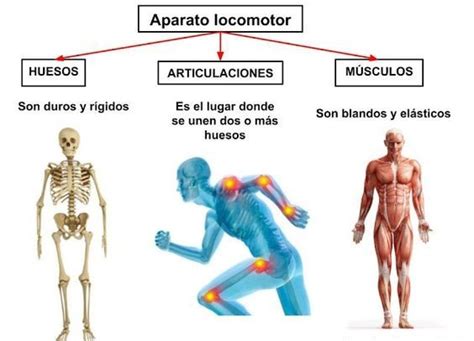 Aparato Locomotor Qué Es Función Partes Enfermedades Imágenes