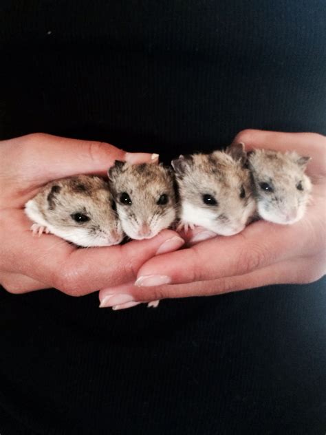 Chinese Dwarf Hamsters They Will Be Sisters For Life🐹 Chinese Dwarf