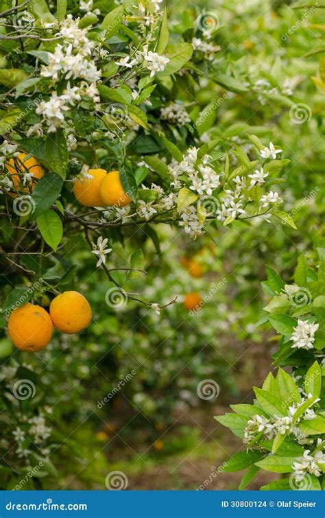 Orange Tree Blossom Stock Photo Image Of Plantation 30800124