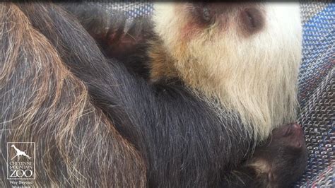 Baby Sloth Born At Cheyenne Mountain Zoo