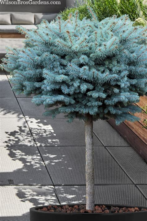 Buy Dwarf Globe Blue Spruce Topiary Tree Form Picea Pungens Globosa