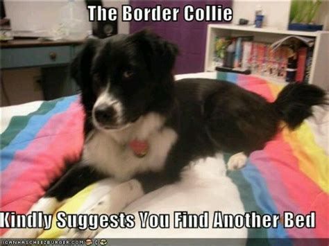 Pin By Kamy Smith On Border Collies Border Collie Collie Furry Friend