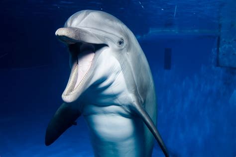 Dolphin Exhibits May Close At The National Aquarium