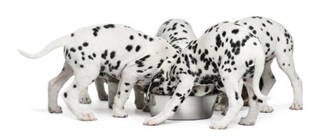 Group Of Dalmatian Puppies Eating All Together Isolated Stock Photo