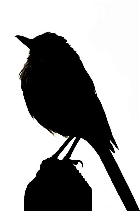 Burung cici merah female burung cici merah / golden. Burung Siluet - ClipArt Best