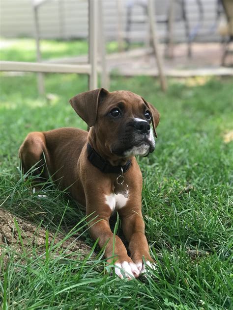67 Boxer Puppy For Sale Virginia Photo Bleumoonproductions