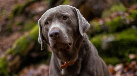 Why buy a greyhound puppy for sale if you can adopt and save a life? Silver Labrador Retrievers: Controversy, Puppy Prices & More