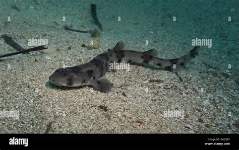 Nursehound Shark Scyliorhinus Stellaris From The Mediterranean Sea