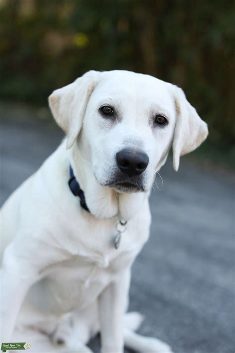 Our breeding program focuses on the english type, also referred to as show or bench type. Stud Dog - White English Labrador Retriever - Breed Your Dog