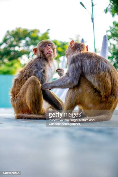 Funny Face Monkey Photos And Premium High Res Pictures Getty Images