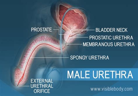 Uretra Anterior E Posterior