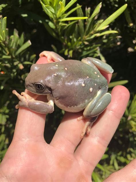 For Sale Mexican Dumpy Tree Frogs Faunaclassifieds
