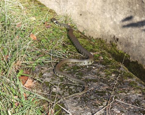 Barred Grass Snake Lower Cascade Blaen Bran Reservoir U Flickr