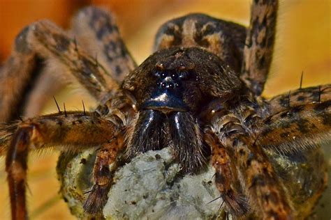 Scary Pictures Of Big Spiders Montor Nublek