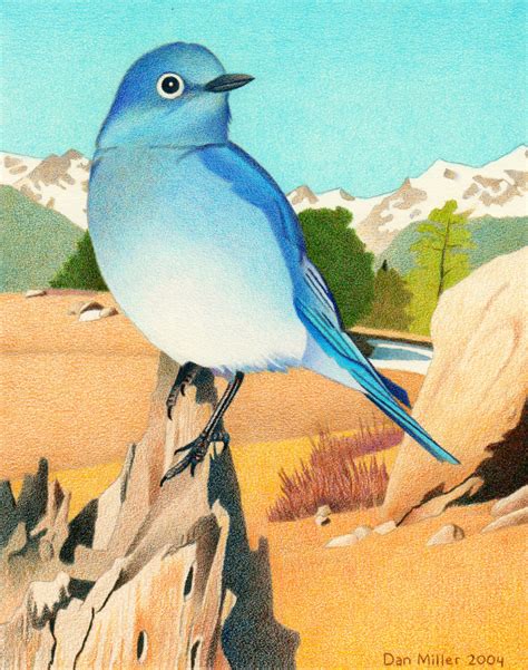 Impression Evergreen Mountain Bluebird Colored Pencil Drawing