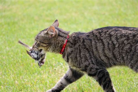 How To Keep An Outside Cat From Running Away Cat Lovster