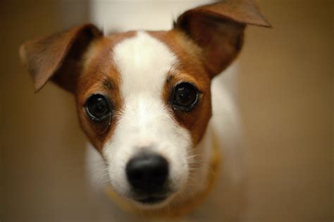 Maybe you would like to learn more about one of these? 10 races de chiens parmi les plus petites