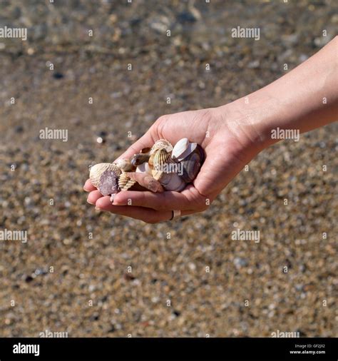 Hands Full Of Sea Shells On The Shore Stock Photo Alamy