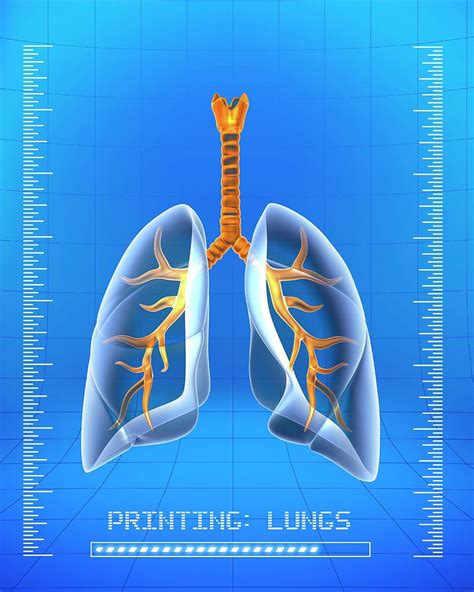 D Printing Of Human Lungs Photograph By Alfred Pasieka