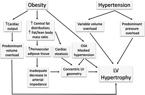 Obesity And Hypertensive Heart Disease Focus On Body Composition And Sex Differences Springerlink