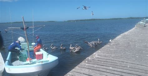 Pescadores En Crisis Por La Baja Captura De Especies En Yucatán Poresto