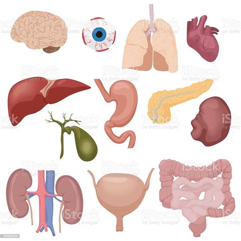 Human Body Internal Parts Organs Set Isolated Stock Illustration