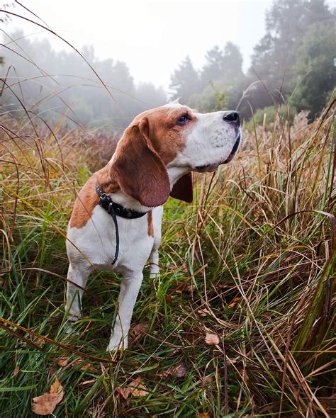 Hunting Dog Breeds The Best Dogs For Sporting Owners