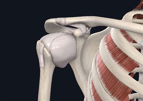 The Complete Guide To Shoulder Instability Kinetic Labs