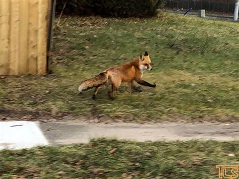 Photos Spotted In Lakewood Today The Lakewood Scoop