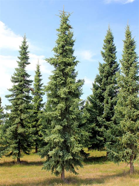 Protect Your Privacy With These 5 Evergreen Trees Dengarden