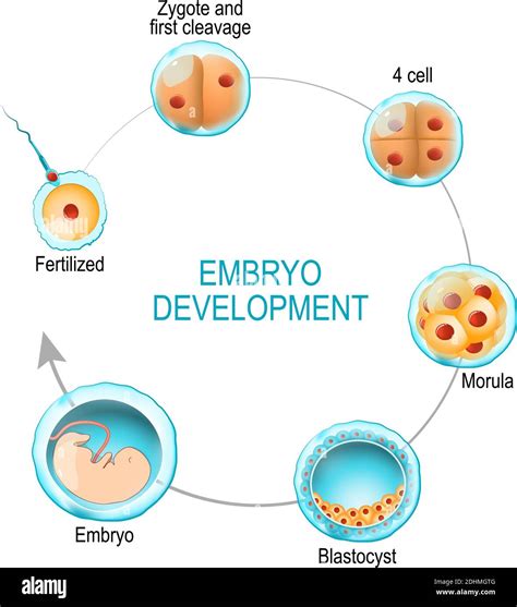 Embryo Development From Fertilization To Zygote Morula And Blastocyst Vector Diagram For