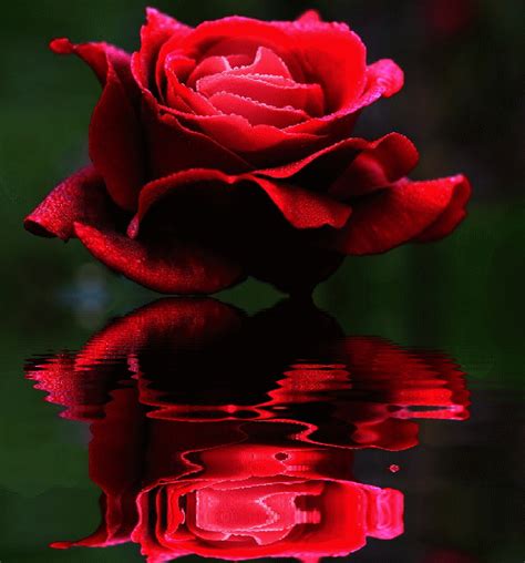  De Flores Rosas Secobr
