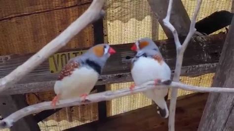 Birds Kissing Youtube