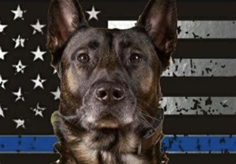 K9 Gold Of The Waverly Police Department Crossed The Rainbow Bridge