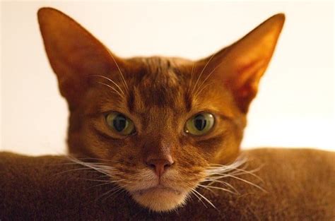 The Most Charming Cats With Long Ears